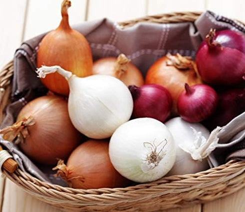 NIKA SEEDS 500 Seeds Vegetable Onion Rainbow Mix Neutral - Seeds