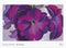 McGaw Graphics Georgia O'Keeffe Petunias 1925 Art Print Poster, Overall Size: 36x26