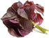 HipGirl 2026 Bird-200 #1,Purple/Red-1g) Early Perilla Seeds for Planting/Shiso Seeds for Planting.Heirloom Non GMO Seed