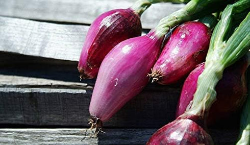 NIKA SEEDS 300 Seeds Vegetable Welsh Onion Red - Seeds