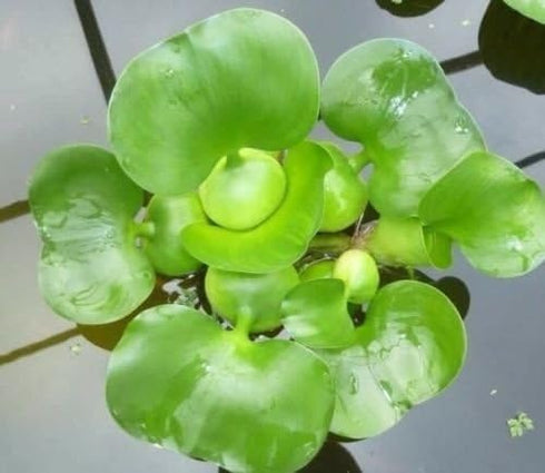 AquaLeaf Aquatics 3 Pond Plants Bundle - Water Lettuce, Water Hyancinth and Hornwort