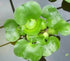 AquaLeaf Aquatics 3 Pond Plants Bundle - Water Lettuce, Water Hyancinth and Hornwort