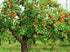 3 Gala Apple Tree - Grow Fresh Fruit - Live Plant Shipped Feet Tall by DAS Farms