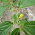 The Rike 4000 Egyptian Spinach Seeds, Corchorus Olitorius Molokhia, Ewedu, Jute, Saluyot Seeds