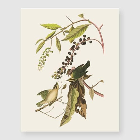 Bestbuddy Set of 4 Unframed Robin Birds Botanical Prints - Antique Tropical Birds Flowers Illustration Wall Art