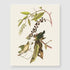 Bestbuddy Set of 4 Unframed Robin Birds Botanical Prints - Antique Tropical Birds Flowers Illustration Wall Art