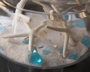 Tumbler Home Sand Dollars and Starfish for Crafts - 3 Real Starfish (4"-6") and 3 Sand Dollars (3"-3.5") in Bulk