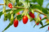 100 Tibetan Goji Berry Seeds (Lycium chinense) Heirloom - Non GMO - Open Pollinated