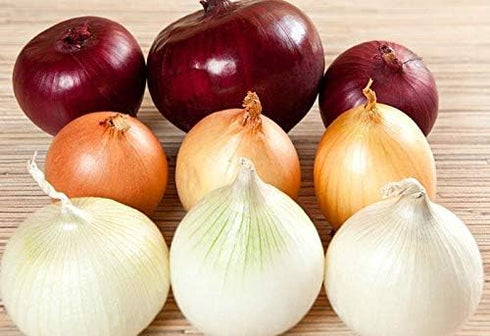 NIKA SEEDS Seeds Vegetable Onion Rainbow Mix Neutral - 500 Seeds