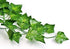 SO CAL PRO Fake Ivy Leaves, Artificial Greenery Vines for Room Decor, Faux Vines Wedding Decor (6 Strands)