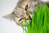 Eretz (3lb) White Oat Seed by - CHOOSE SIZE! Oregon Grown Oat Grains- No Fillers, No Coatings, No Weed Seeds