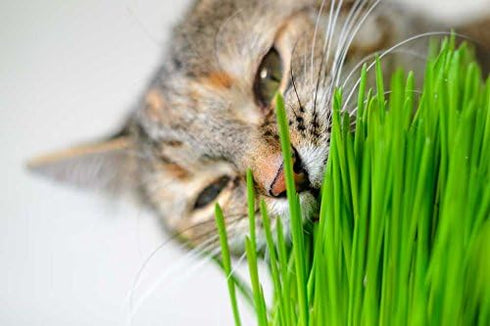 Eretz (1lb) White Oat Seed by - CHOOSE SIZE! Oregon Grown Oat Grains- No Fillers, No Coatings, No Weed Seeds