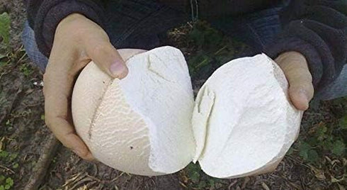 CEMEHA SEEDS Giant Puffball Mushrooms Non GMO for Planting Mycelium Spawn Spores