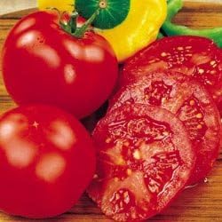 (2) 4"-8" 4 Inch Clovers Garden Early Girl Tomato Plants- Two Live Plants Non-GMO - Not Seeds Each Tall in Pots - High