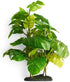 imagitarium by Petco Small Araceae Plant Terrarium Decor