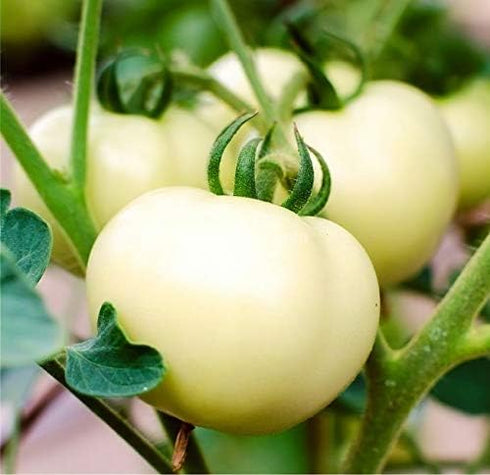 20 Seeds Giant White Tomato Great White Seeds for Planting