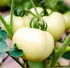 20 Seeds Giant White Tomato Great White Seeds for Planting