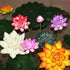 7Pcs Artificial Lotus Flower Pool Aquarium Decoration, 3.9 Inch Eternal Flower (White)