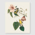 Bestbuddy Set of 4 Unframed Robin Birds Botanical Prints - Antique Tropical Birds Flowers Illustration Wall Art