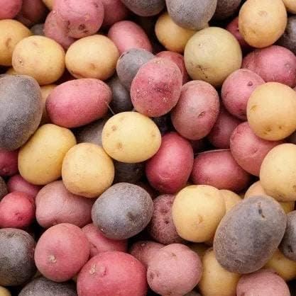 TomorrowSeeds - 3 Colors Mix Seed Potatoes - USDA Certified for Growers