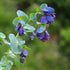 seedsforbrains 10 BLUE SHRIMP PLANT/HONEYWORT Cerinthe Major Flower Seeds