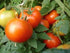 (2) 4"-8" 4 Inch Clovers Garden Early Girl Tomato Plants- Two Live Plants Non-GMO - Not Seeds Each Tall in Pots - High