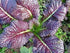 (25 Count) Red Giant Mustard Green Seeds COOL BEANS N SPROUTS Brand. Home Gardening.