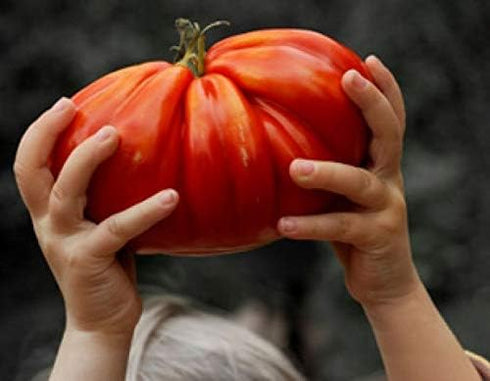 SeedsUA 40 Beefsteak Giant Tomato Russian Hercules Seeds Heirloom Vegetable for Planting Non GMO Seeds
