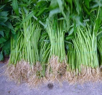 Airplane Chinese Water Spinach/Morning Glory