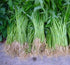 Airplane Chinese Water Spinach/Morning Glory