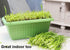 HipGirl 2026 Seed,1g Early Bird-Garlic Chive Seeds for Planting. Heirloom,Non-GMO.Vegetable Seeds for Planting, Herb