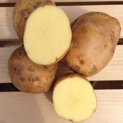 wbut2023 Yukon Gold Potato Seed/Tubers,Yellow-Flesh Standard. (5 Lb)