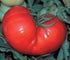 Seed Kingdom Tomato Beefsteak Garden Heirloom Vegetable - Bulk 8,000 Seeds