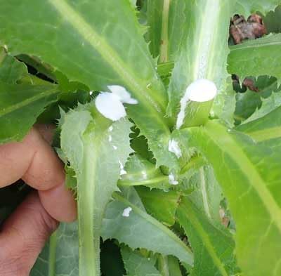 Loseedsoo 50pcs Wild Lettuce Seeds (Lactuca virosa) Heirloom - Non GMO - Open Pollinated