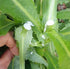 Loseedsoo 50pcs Wild Lettuce Seeds (Lactuca virosa) Heirloom - Non GMO - Open Pollinated