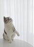 ABCHOME Sheer White Curtains, 84 Inches Long, 2 Panels, Available in 15 Colors for Bedroom, Living Room