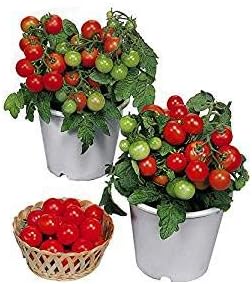 Harley Seeds 30 Dwarf Red Robin Tomato Seeds, Heirloom Non-GMO, Sweet, Low Acid, Determinate,