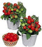 Harley Seeds 30 Dwarf Red Robin Tomato Seeds, Heirloom Non-GMO, Sweet, Low Acid, Determinate,