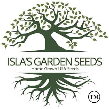 300+ Bulbs Riverside Sweet Spanish Onion Seeds (Allium cepa) Heirloom Non-GMO Seeds by Islas Garden Seeds, Large Mild