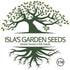 300+ Bulbs Riverside Sweet Spanish Onion Seeds (Allium cepa) Heirloom Non-GMO Seeds by Islas Garden Seeds, Large Mild