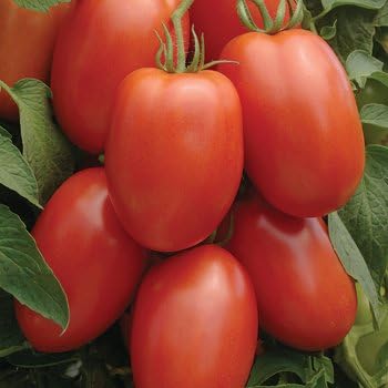 Seed Kingdom Tomato Roma Great Heirloom Garden Vegetable 6,000 Seeds