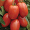 Seed Kingdom Tomato Roma Great Heirloom Garden Vegetable 6,000 Seeds