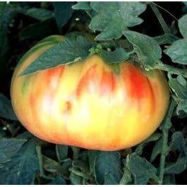 (2) 4" 8" 4" Inch Clovers Garden Old German Tomato Plants Two Live Plants Non-GMO - Not Seeds - Each to Tall in Pots