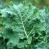 Seed Kingdom Kale Premier Great Heirloom Vegetable by Bulk 30,000 Seeds