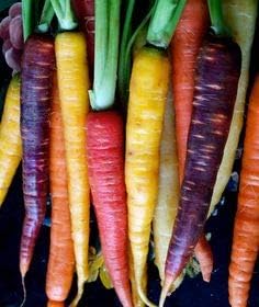 6 80 Carrot Mix of Colorful Varieties About Seeds for Planting