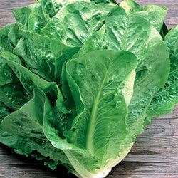 Romaine Lettuce Seeds (1/4 Lb) Bulk Non GMO