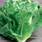 Romaine Lettuce Seeds (1/4 Lb) Bulk Non GMO