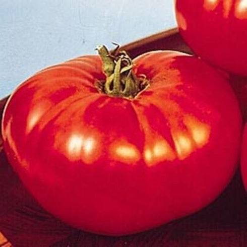 Big Beef Tomato 25 Seeds Early, Large Fruits, Heavy Yields, Disease Resistant
