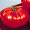 Big Beef Tomato 25 Seeds Early, Large Fruits, Heavy Yields, Disease Resistant
