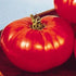 Big Beef Tomato 25 Seeds Early, Large Fruits, Heavy Yields, Disease Resistant